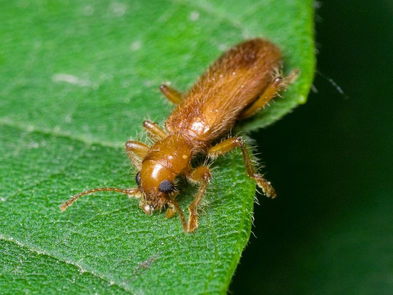 Opilo pallidus (Olivier, 1795)